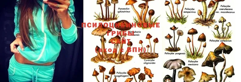 Псилоцибиновые грибы MAGIC MUSHROOMS  Губкинский 